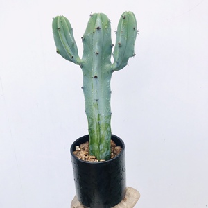 17号仙人柱植物仙人掌龙神木室内超大量天尺仙人球大凤龙