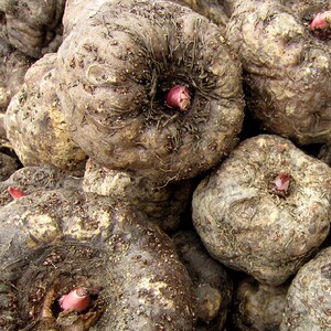 湖北宜昌三峡高山新鲜魔芋 现挖魔芋    自然生长