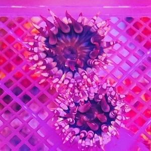 樱花小海葵 花葵 海水珊瑚海葵