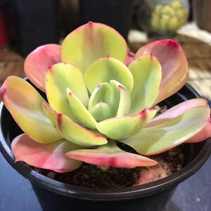 夕阳牡丹锦粗桩一物一拍多肉植物老桩肉肉新手套餐组合净化空气