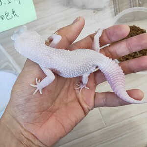 豹纹守宫幼体新手入门萌宠爬虫可爱恶魔白酒