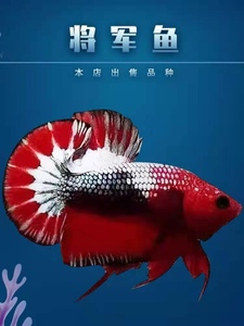 将军公鱼