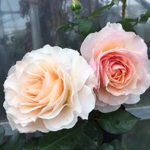 冰淇淋阳台白色海神王海神王阳台芽变月季新品大花微月包邮非偏远