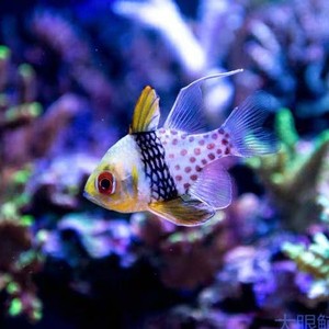 红眼玫瑰  泗水玫瑰 黄金参 海水缸 活体观赏鱼 珊瑚活体顺丰包活