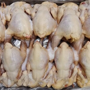 三黄鸡新鲜冷冻