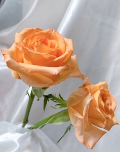 假日公主玫瑰花