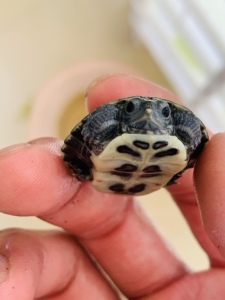 黑化巴西龟黑珍珠变异巴西黑巴萌宠日常宠物好养省心小萌宠