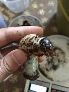 墨西哥白兜3龄幼虫(售罄)