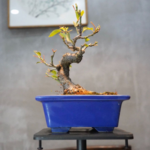 国内现货 邮费到付 亦盆栽 日本 小品盆景盆栽 甲州野梅