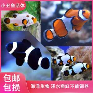 海洋生物小丑鱼热带海水观赏鱼活体尼莫NEMO奥黑小丑黑冰小丑白金