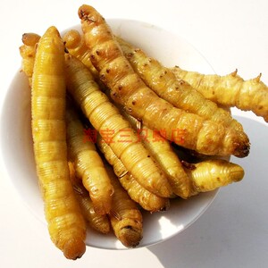 虫子美食油炸豆虫即食大青虫食用昆虫烧烤豆蝉灌云美味炸豆丹零食