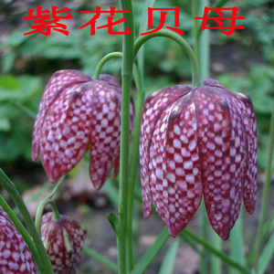 野生贝母苗 种苗 川贝母苗 湖北贝母平贝皖贝苗中药材贝母种苗6