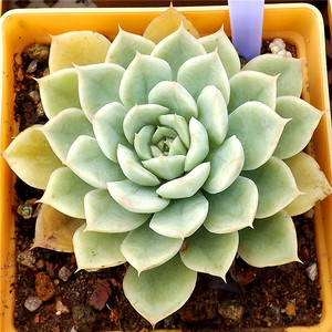 多肉植物超大月亮仙子粉月影花月夜织锦tp群生一物一拍