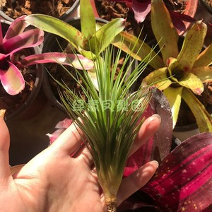 空气凤梨雨林小狐狸尾巴x束花精灵t.a rare jewel懒人无土绿意