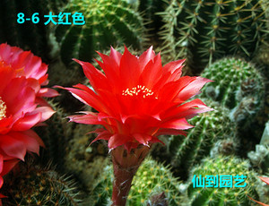 宝山香格里拉绿砂橙红色绯宝丸紫宝红姑娘黄花宝山仙人球4人付款15