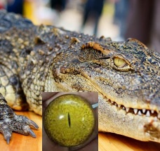 琉璃玻璃材质多尺寸鳄鱼标本用眼睛diy毛毡饰品镶嵌义眼