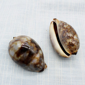 稀有宝螺壳天然贝壳海螺礼物多种宝螺科类收藏标本胎记灰花枕宝螺