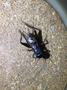 精品黑金刚蛐蛐蟋蟀斗性好鸣虫活体牙大斗性好5.5-6.7里打架包险