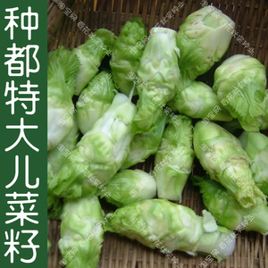 肉特大四川 种子儿菜质脆嫩芽多嫩肥大孑 秋季播蔬菜籽娃娃菜芥菜