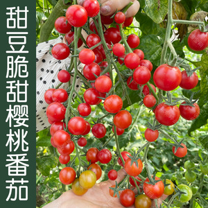 脆甜甜豆樱桃小番茄种子 春夏秋四季播蔬菜水果籽 阳台盆栽菜园孑