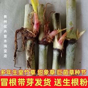 新型皇竹草种节甜象草3号种子巨菌草红象草高产多年生耐寒牧草