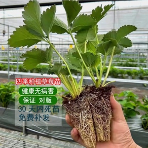 草莓苗四季阳台盆栽红颜奶油黑白红色草莓苗带土带花苗种植穴盘苗