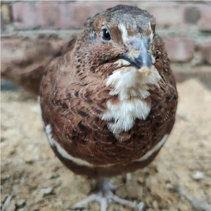 非洲黑鹌鹑莎维大鹌鹑种蛋巨型鹌鹑可孵化受精蛋肉鹌鹑10粒包邮