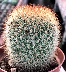 可爱仙人球猩猩丸开花多肉乳突球属多肉植物易养盆栽防辐射吸甲醛