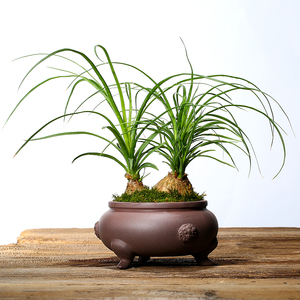 长青紫砂花盆三足花盆狮子头装饰多肉菖蒲微型盆景盆三款可选