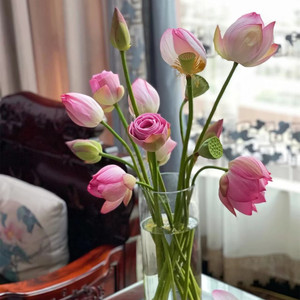 夏季 荷花 鲜花家用水养插花鲜切花中式插花办公室客厅顺丰包邮