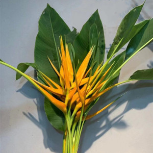 鲜花上海直发彩虹鸟黄金鸟鹤望兰天堂鸟满2扎顺丰包邮家用花