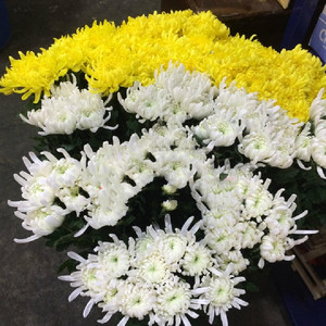 上海直发鲜花直批 速递礼佛祭拜白菊花黄菊花2扎江浙沪皖顺丰包邮