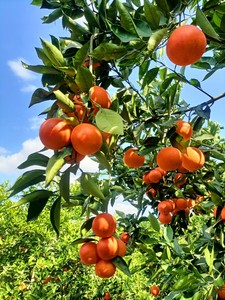 血橙3斤秭归中华红橙子当季现摘新鲜水果红心橙脐整箱孕妇手剥雪