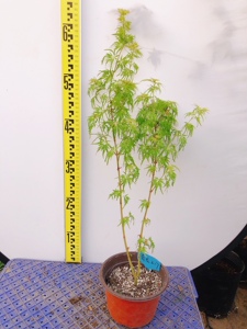 原生青龙枫树  花园阳台庭院  盆栽地栽  一物一拍