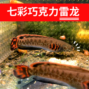 七彩巧克力雷龙鱼