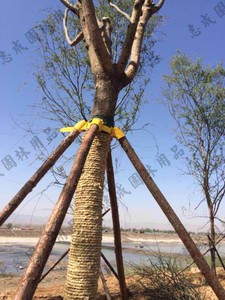 园林树木支撑架大树木头支撑固定器塑料套杯套筒套头捆扎绑带子