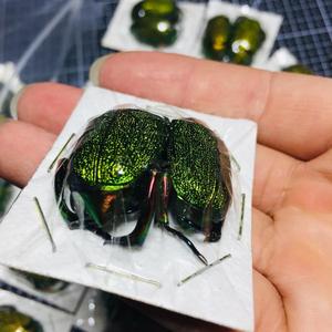 国外昆虫金绿长脚宝石丽金龟chrysophora chrysochlora甲虫标本