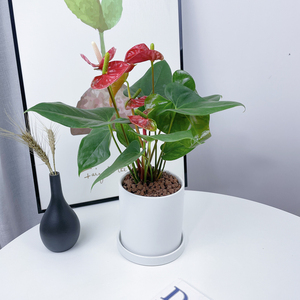 红掌鸿运当头吸甲醛室内植物花卉好养绿植四季开花耐旱常绿小盆栽