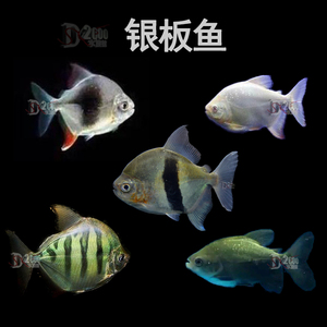 粗线鱼银板
