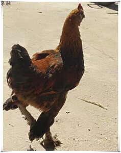 云南普洱景东无量山乌骨鸡哀牢山大种毛脚公鸡农家自然散养童子鸡