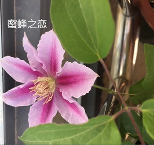 豫园苗圃 《蜜蜂之恋》铁线莲 少女般的气质 包对版爬藤绿植花苗