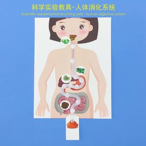 童皇童后淘宝人体消化系统肚兜围裙人体器官模型粘贴教玩具幼儿园