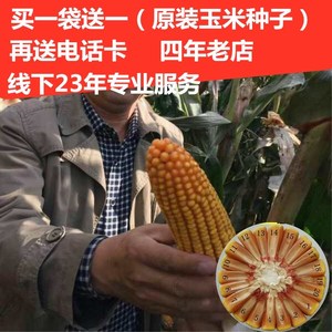 玉米种子335