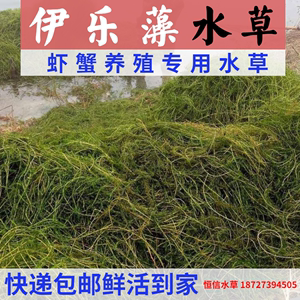 伊乐藻吃不败水草小龙虾养殖专用吃的草鱼塘水池淡水净化水质植物