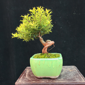 米叶小叶枸骨根艺型四季常青耐寒好养