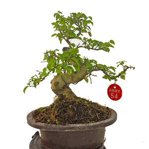 小叶女贞矮霸小老桩微型盆景造型漂亮四季常青好养好看易修剪实拍