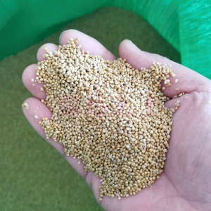 黄谷子鹦鹉鸟食鸟饲料食品粒粒谷子未脱壳小米鸟粮300g买五份包邮