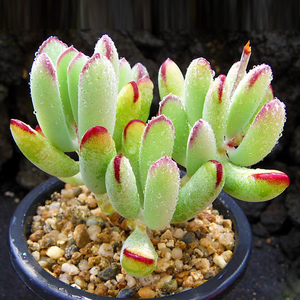 多肉植物棒叶福娘老桩绿植园艺花卉办公室组合盆栽萌肉肉稀有贵货