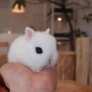 荷兰海棠眼线侏儒兔子活体小型迷你茶杯兔长不大宠物兔宿舍好养活