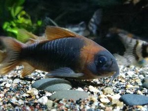 尼青鼠鱼,南美稀有进口鼠鱼,高端鼠鱼底栖鱼工具鱼清理食物残渣